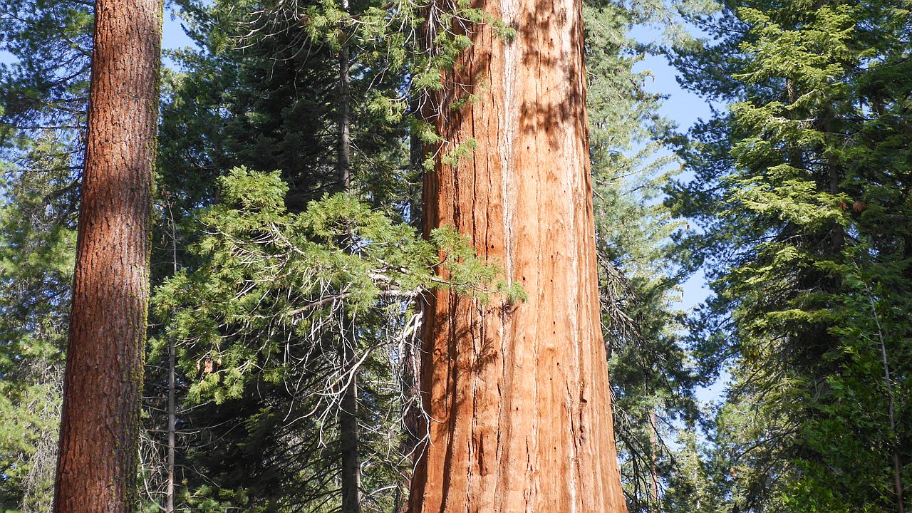 North Grove im Sequoia National Park