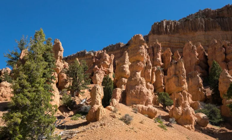 Hoodoos in Red Canyon.