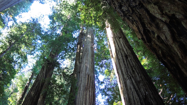 Redwood National Park Foto