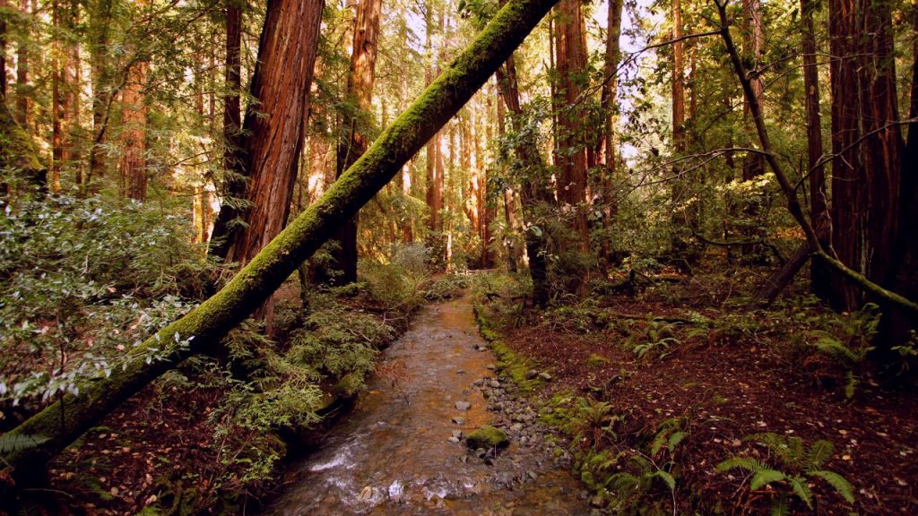 Redwoods bei San Francisco