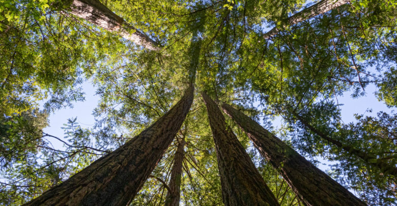 Redwoods im Big Basin.