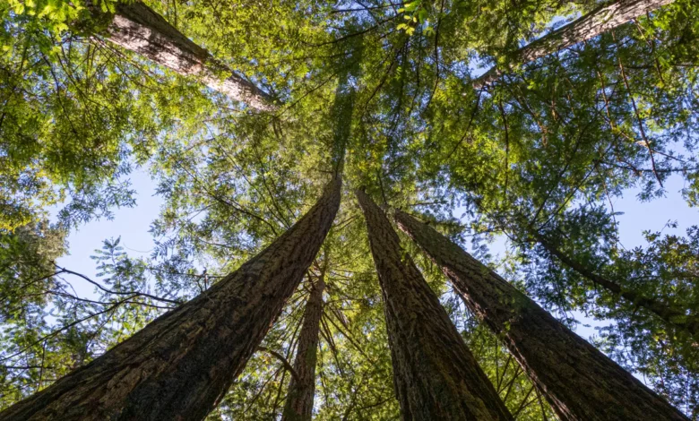 Redwoods im Big Basin.