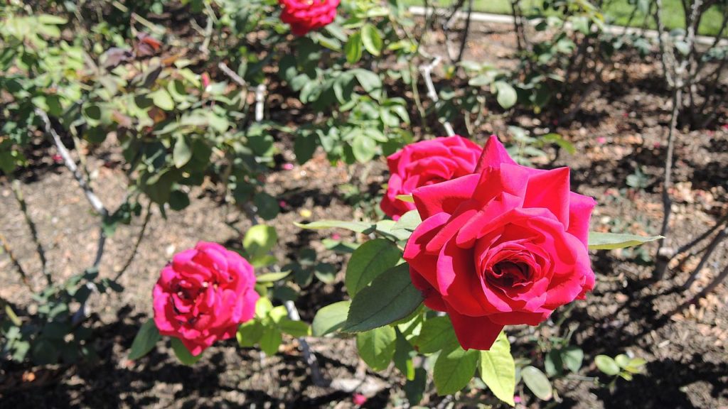 Eine Rose im Rose Garden