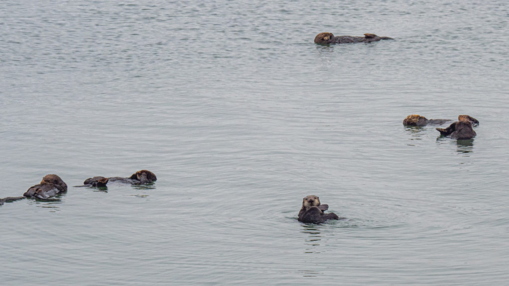 Otter in Moss Landing.