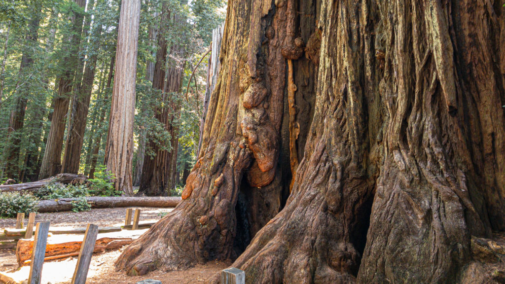 Schöner Redwood im State Park.