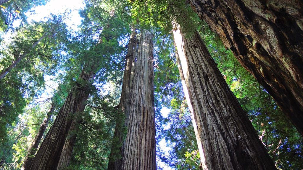 Mammutbäume in den Redwoods.