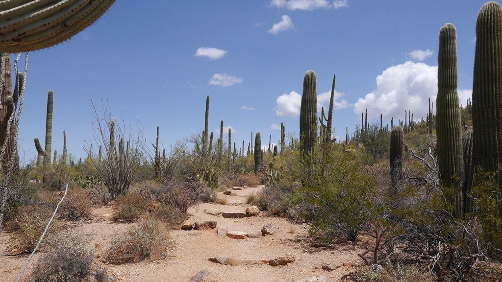 Wanderweg in Saguaro.