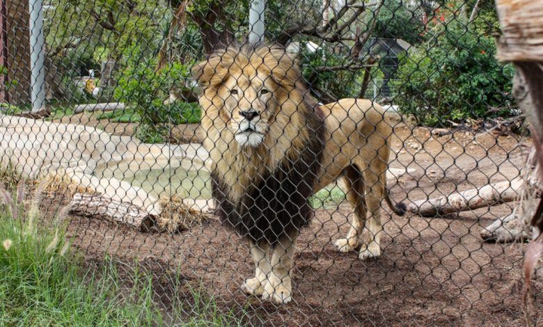 Löwe im Zoo von San Diego.