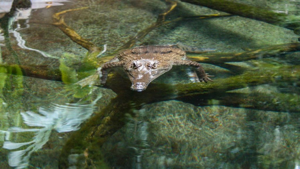 Krokodil in San Diegos SeaWorld.