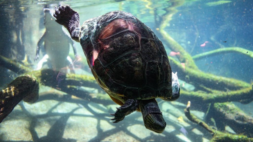 Schildkröte unter Wasser.