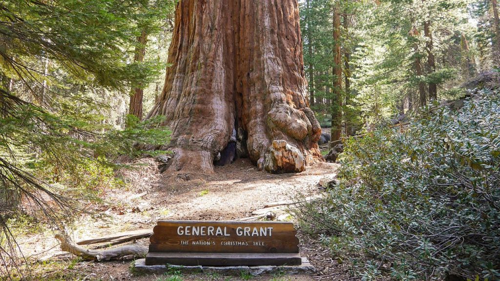 General Grant Tree im Grant Grove