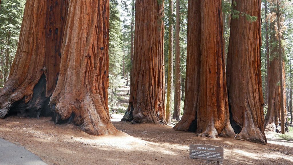 Mammutbäume im Sequoia Natioanl Park