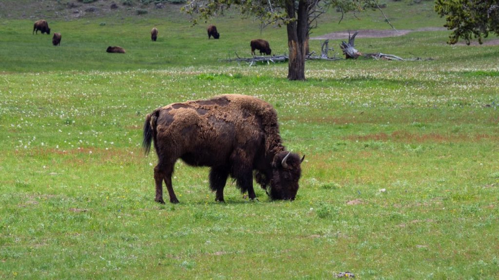 Ein Bison im Hayden Valley.