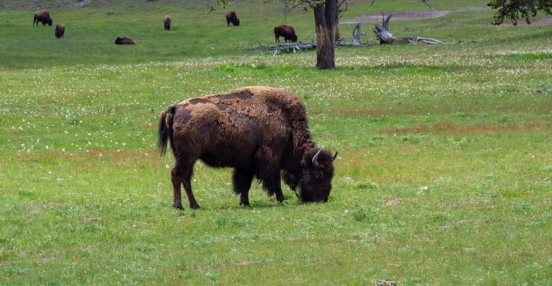 Ein Bison im Yellowstone National Park.