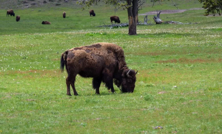 Ein Bison im Yellowstone National Park.
